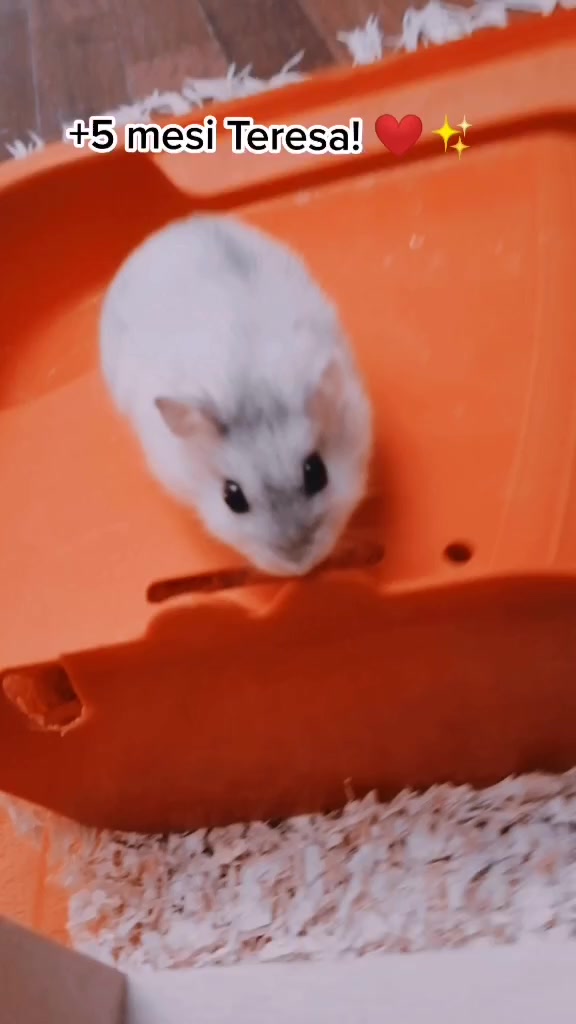 @susi_and_animals🐭🍀💕🎇