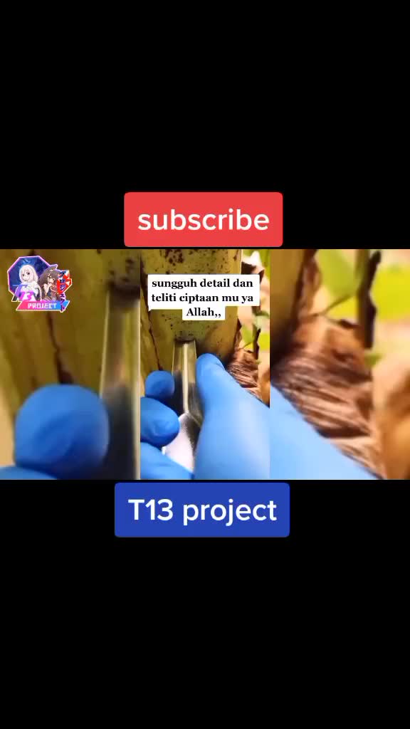@T13 project