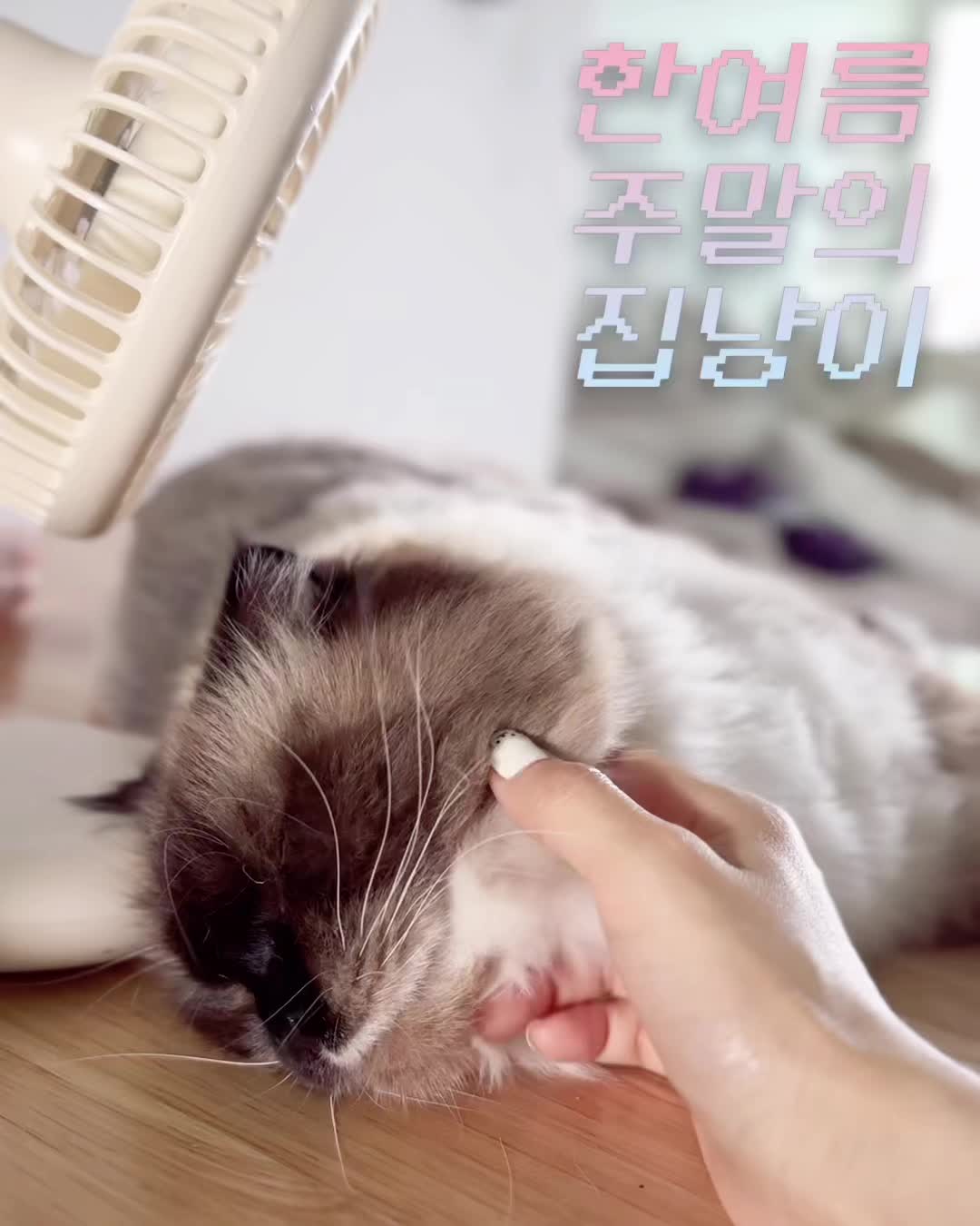 @4냥인생 Hunt 4 Life