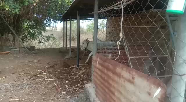 @bailgada sharyat