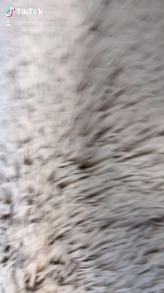 @lenatamburiniagain