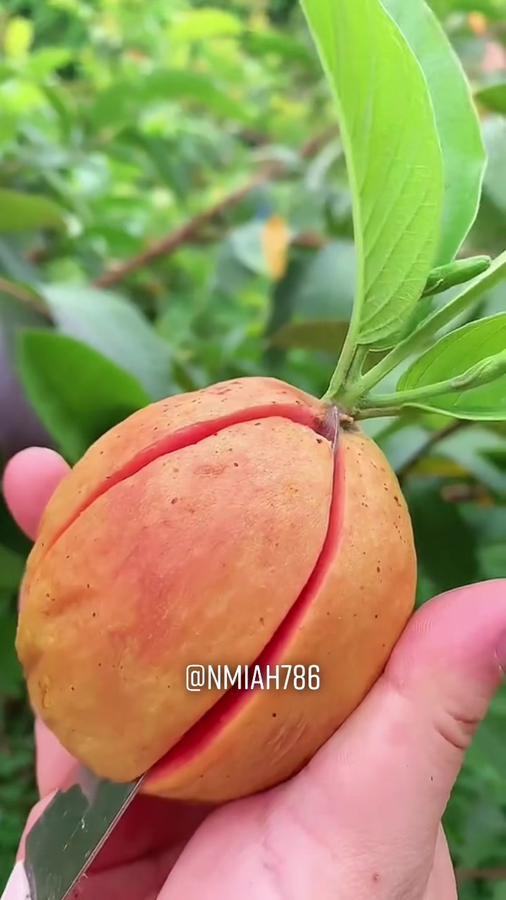 @NMiah786