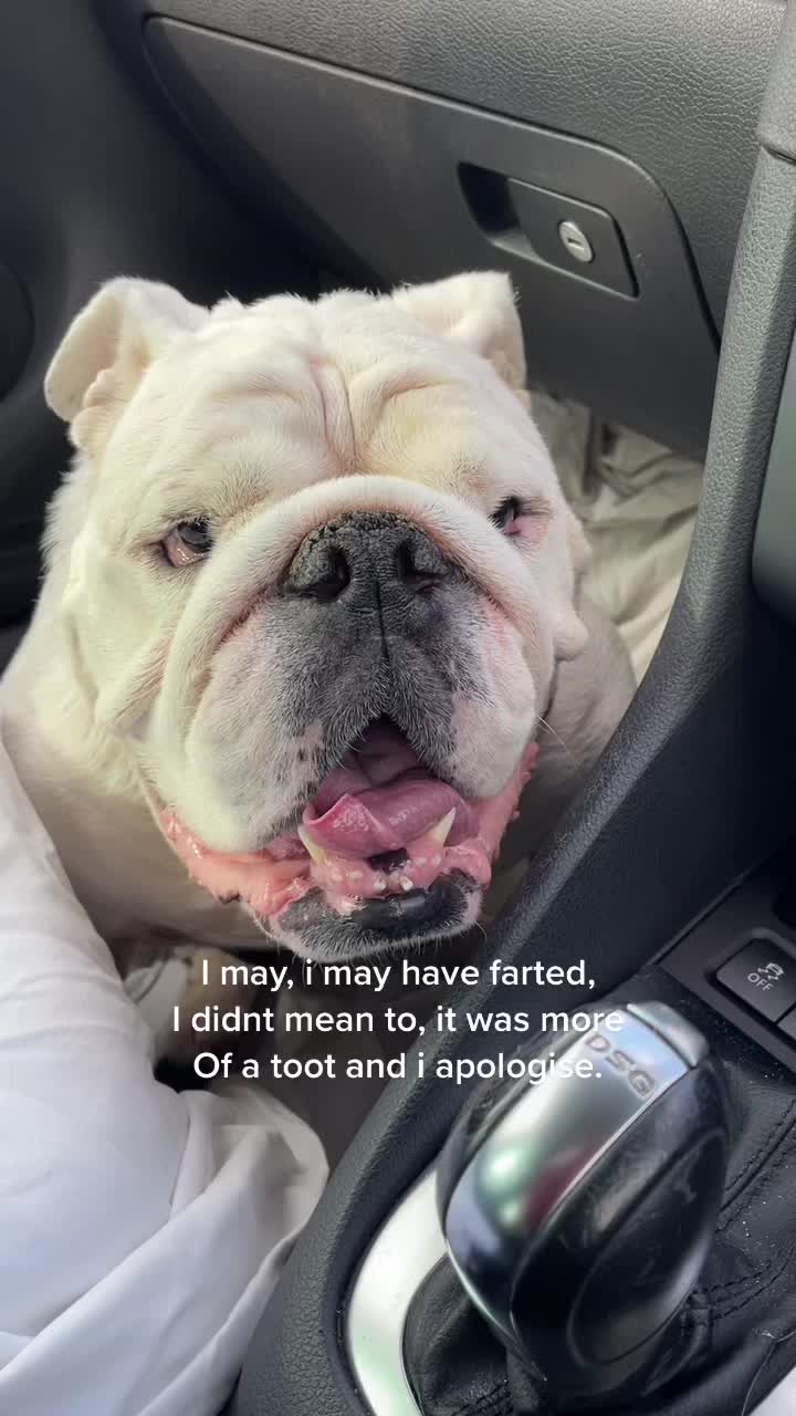 @Bulldog Albert