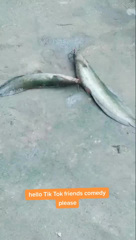 @@ sena 5590