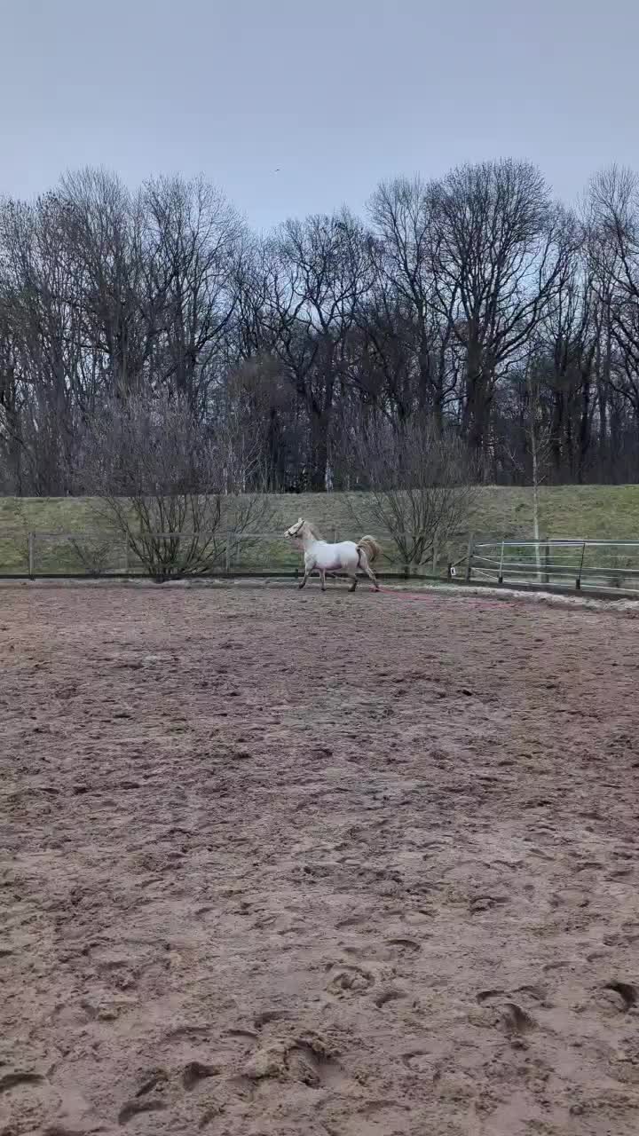 @Khaleesithecremello🦄
