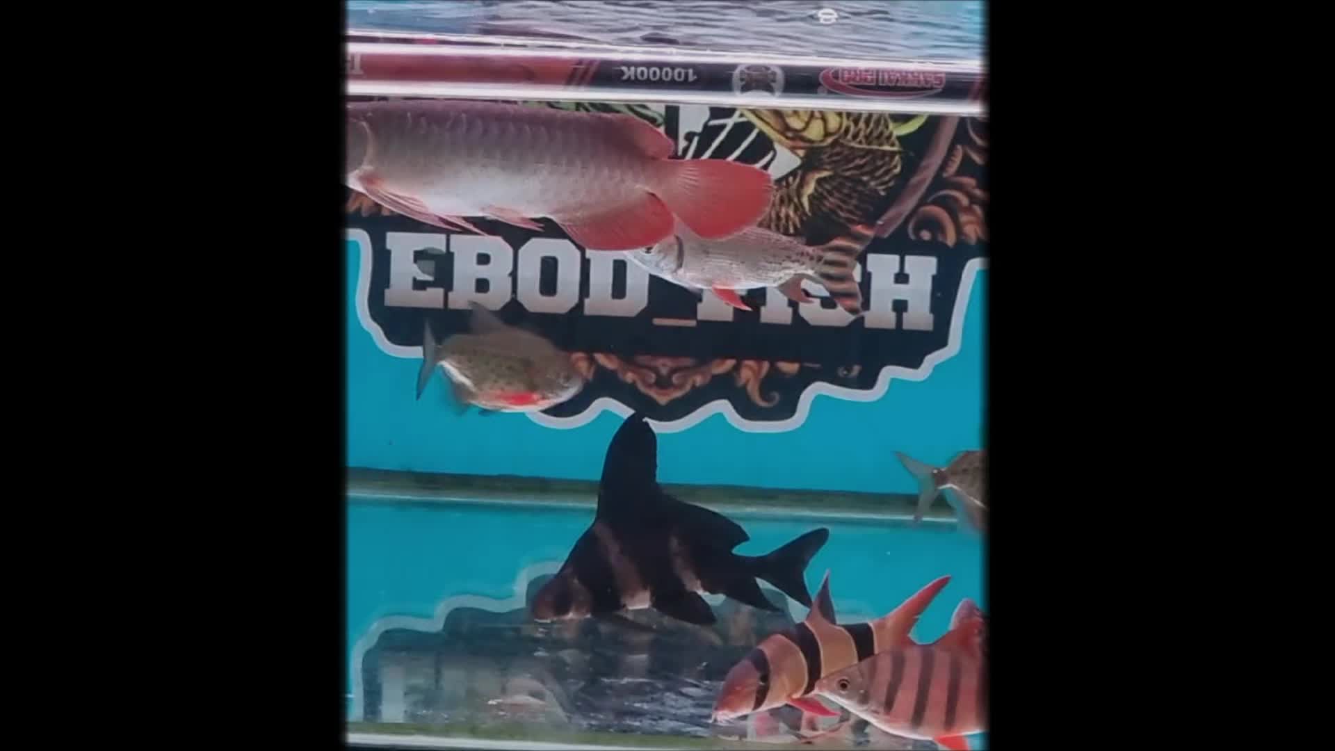 @EBOD69