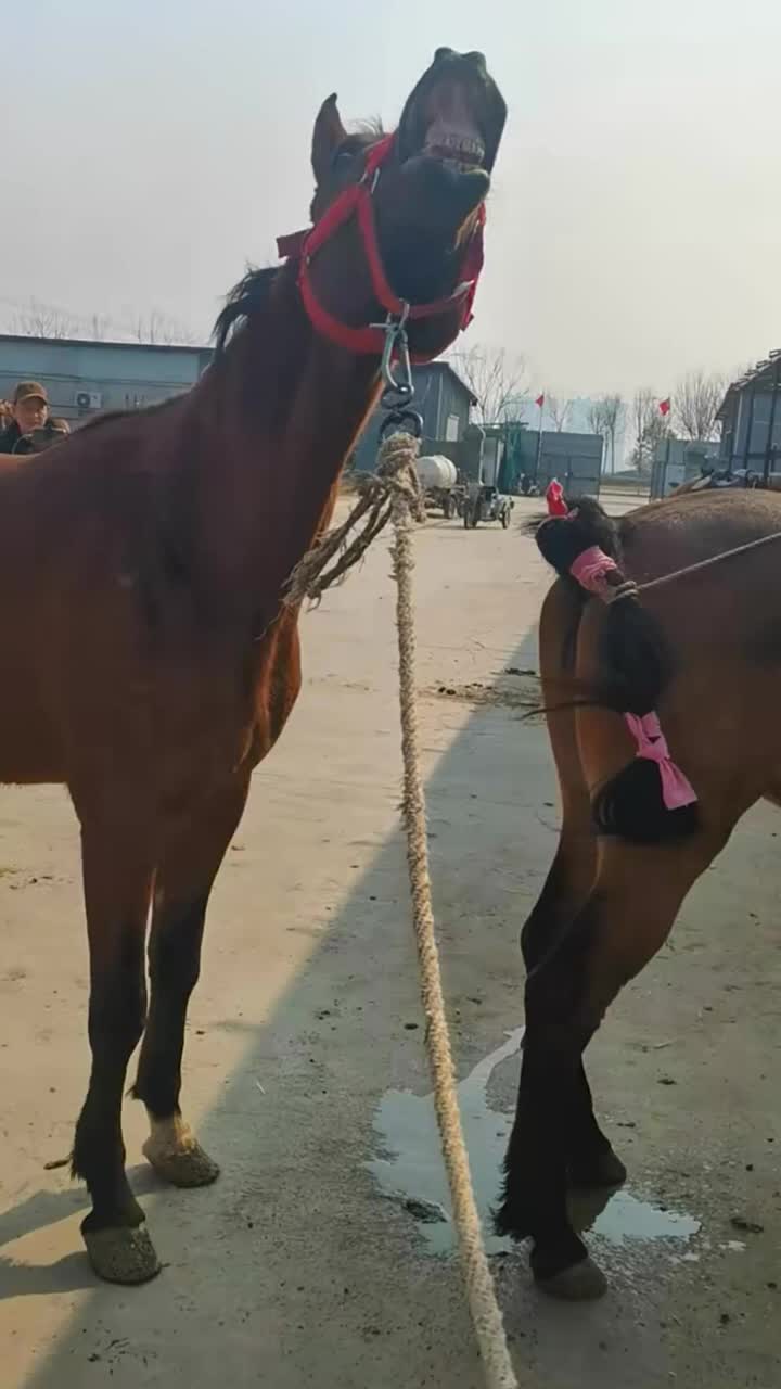 @horselife015