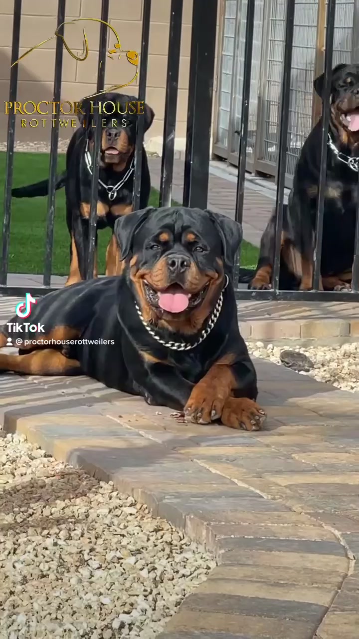 @Proctor House Rottweilers