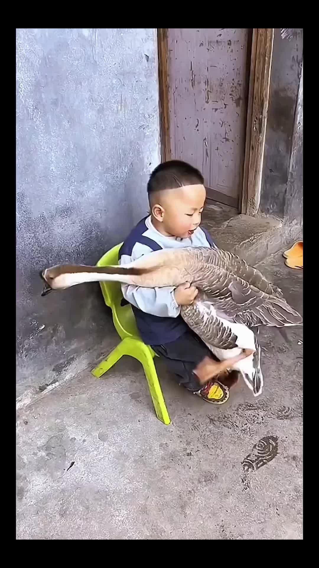 @Animal Home