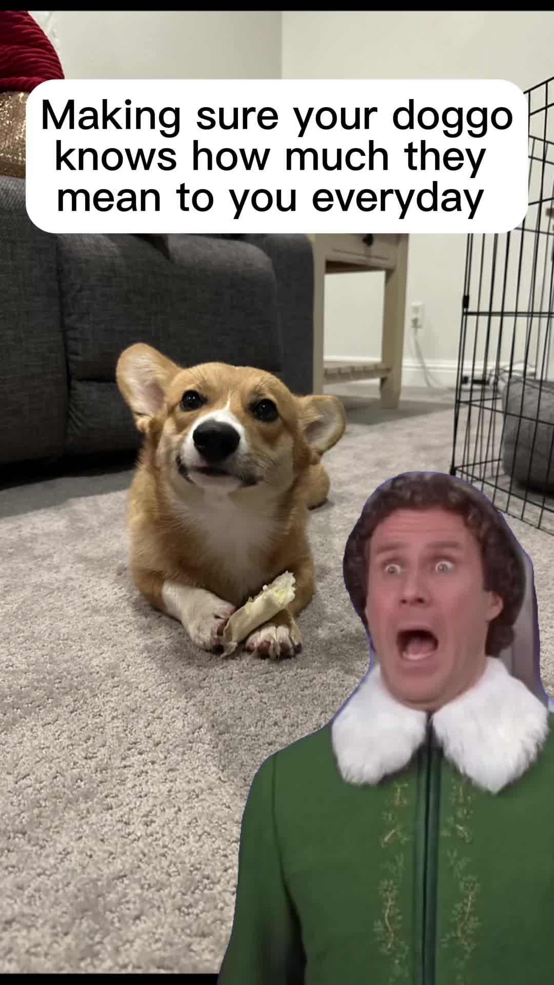 @CorgiMonty