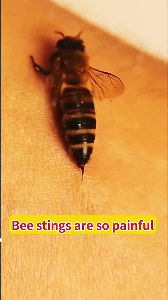 @InsectFlix