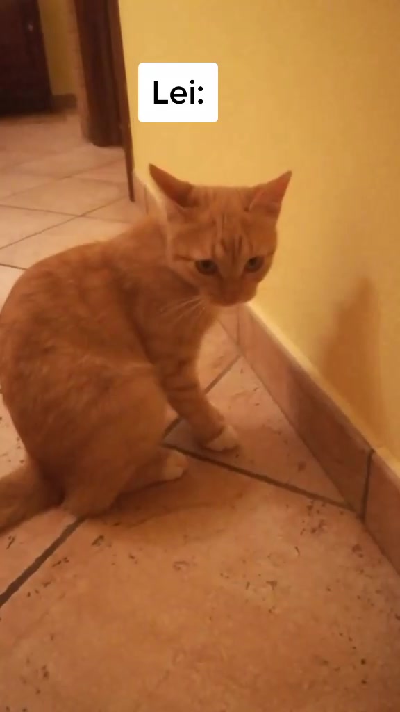 @Miele🐱🐈