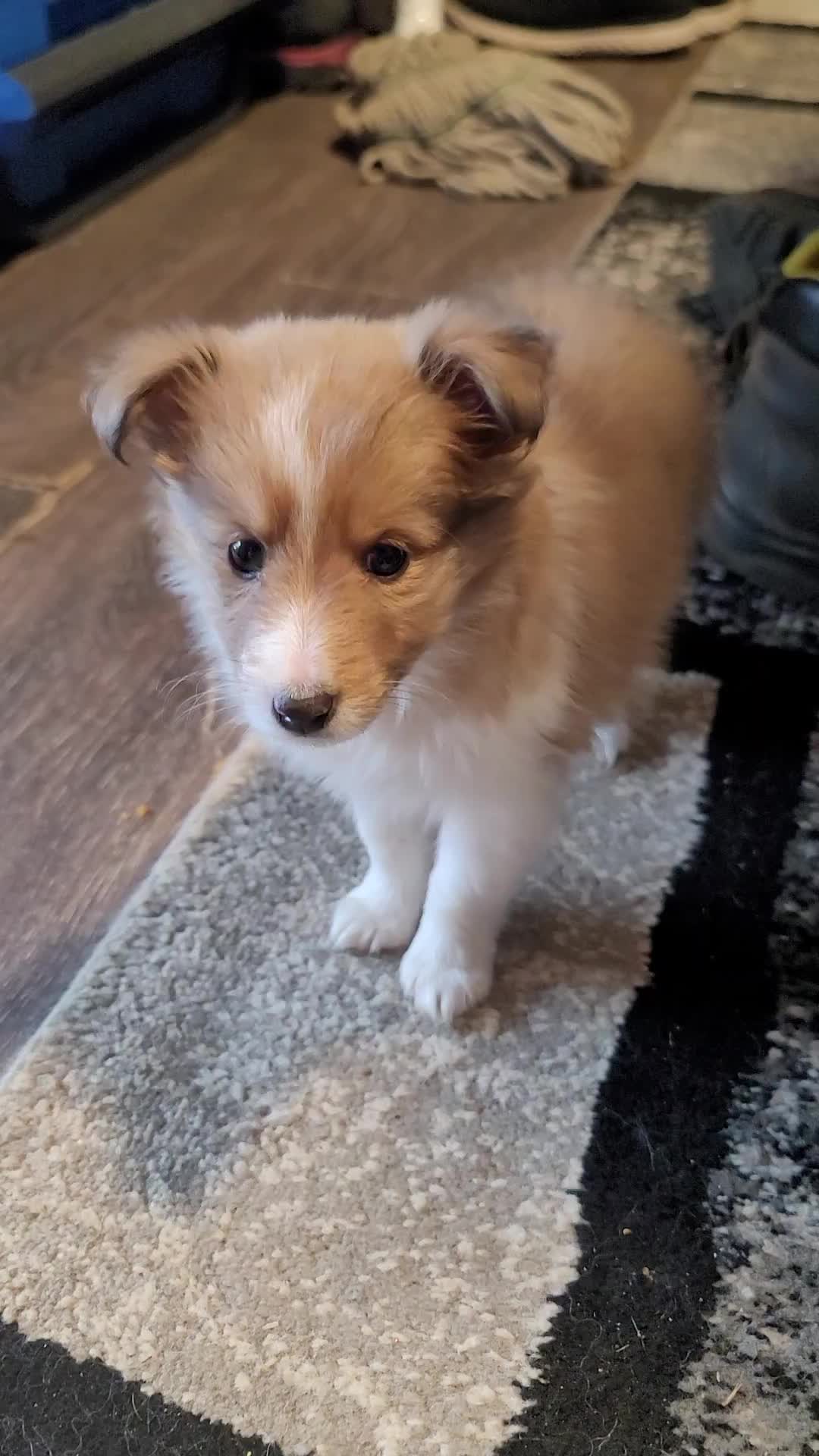 @Shellys-Loveable-Mi-Shelties