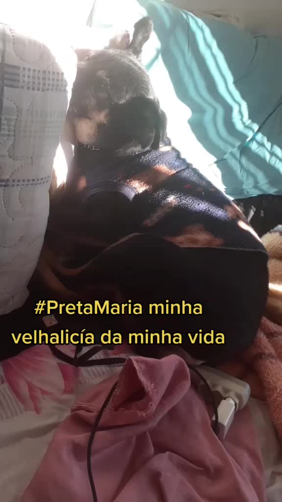 @gurias de apartamento pet🐶