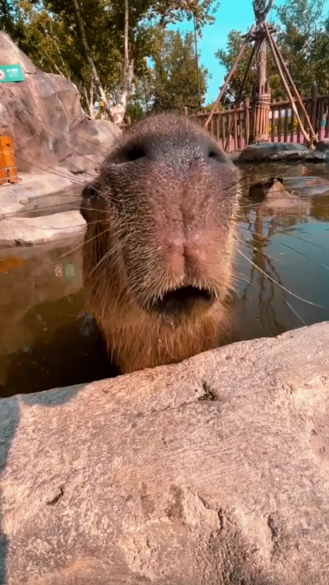 @CaPyBaRa