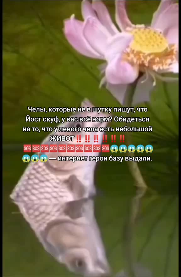 @Степан красные пупки🖼️🇩🇪