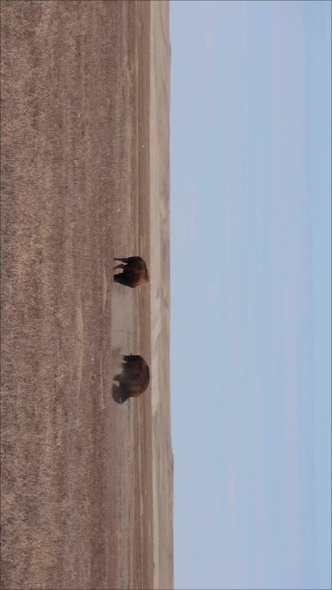 @vic