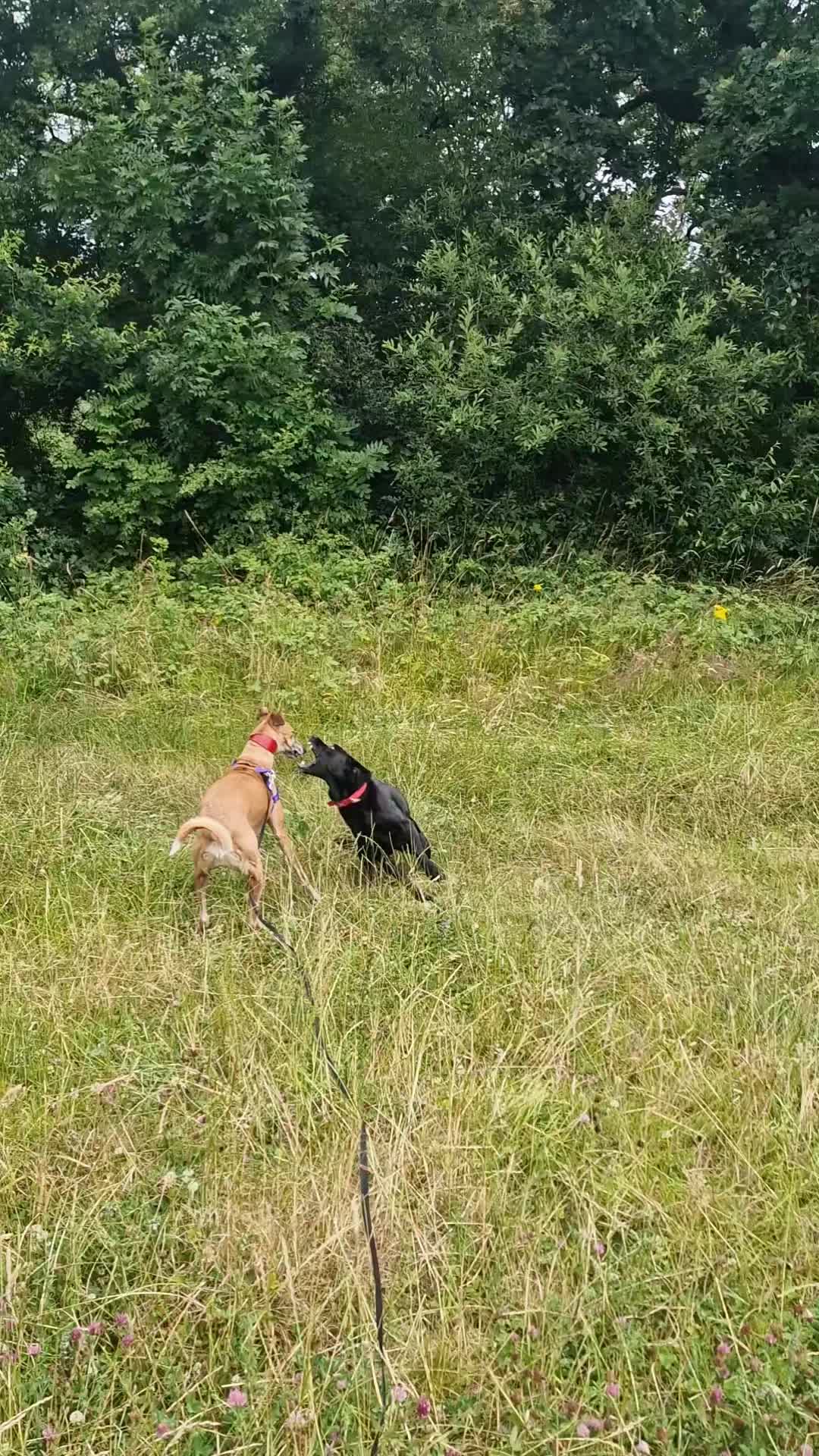 @woofTowalk