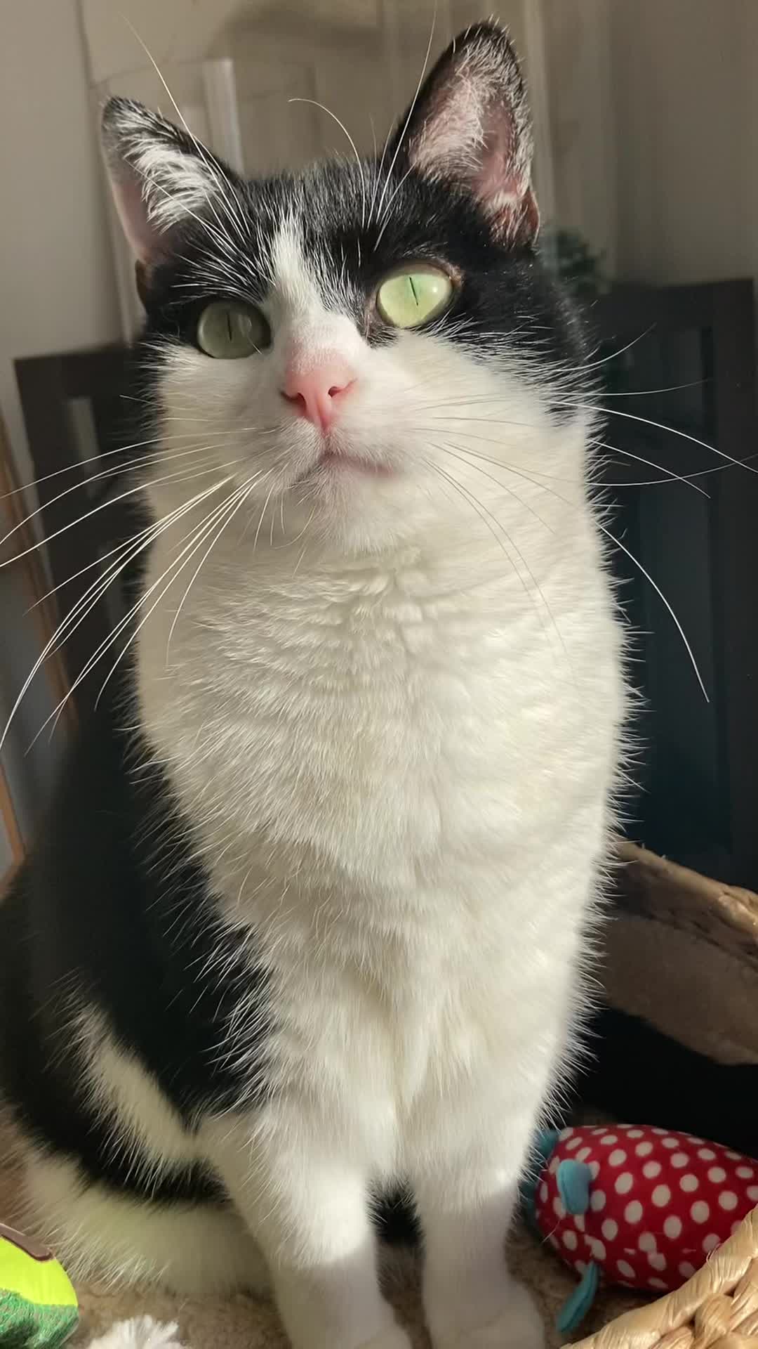 @Kobe the Kitty