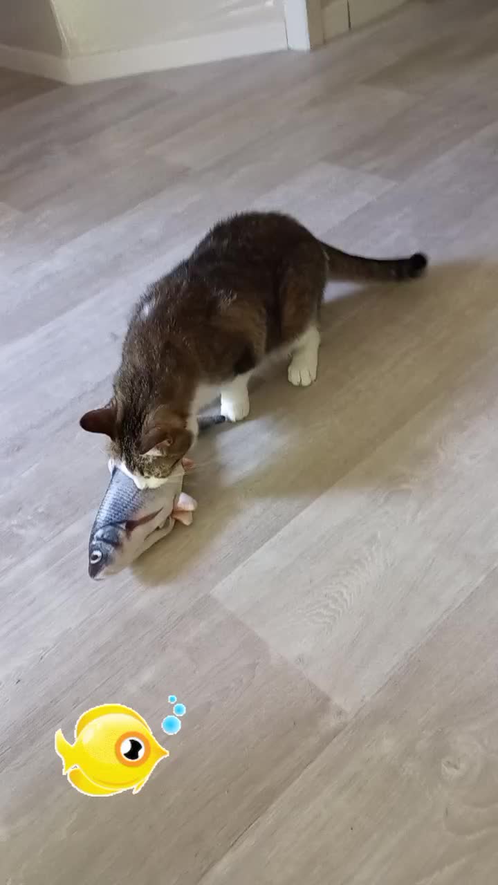 @Pêche 😺