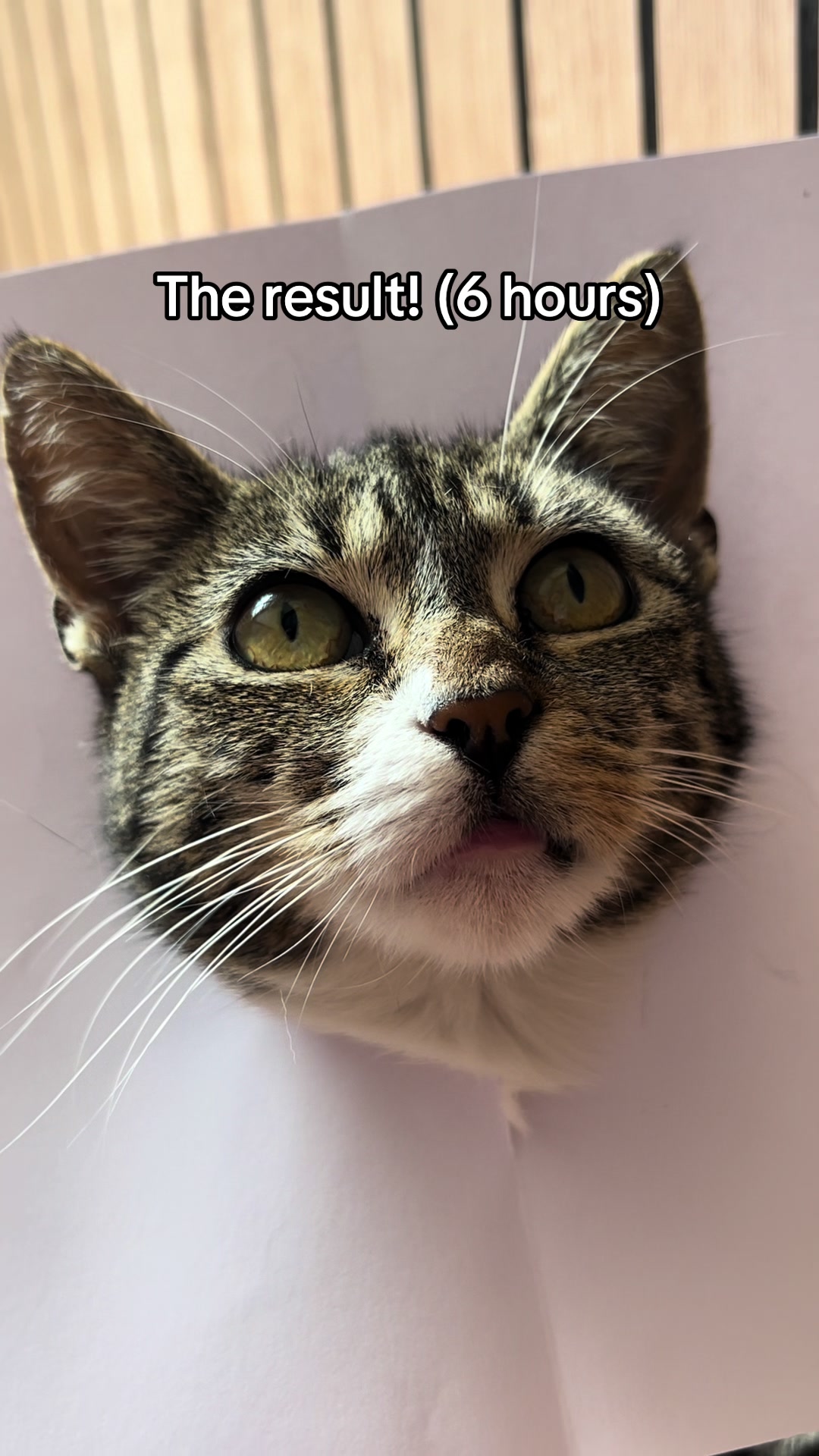 @Mittens