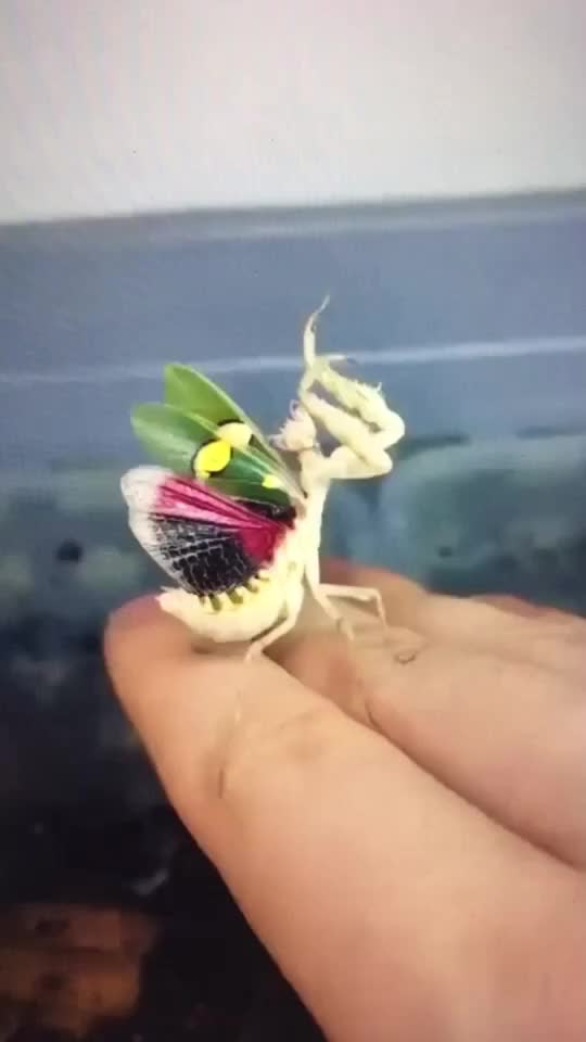 @InsectFlix