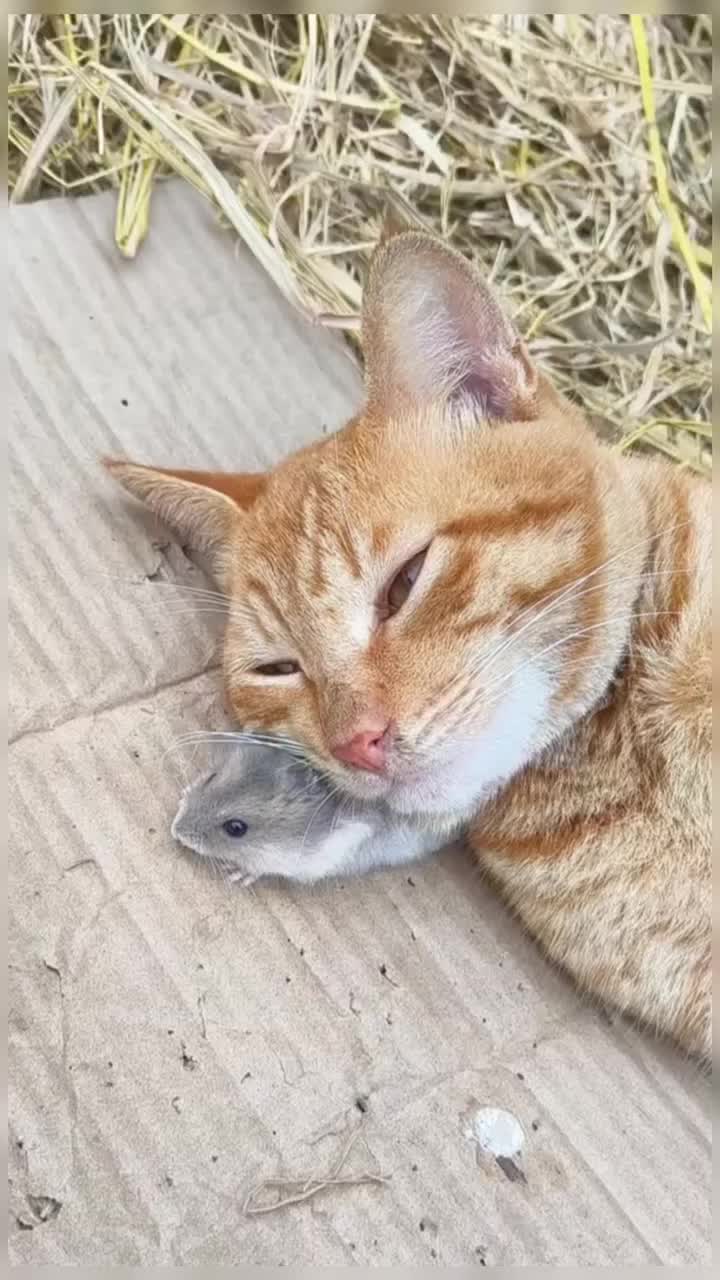 @healing pet