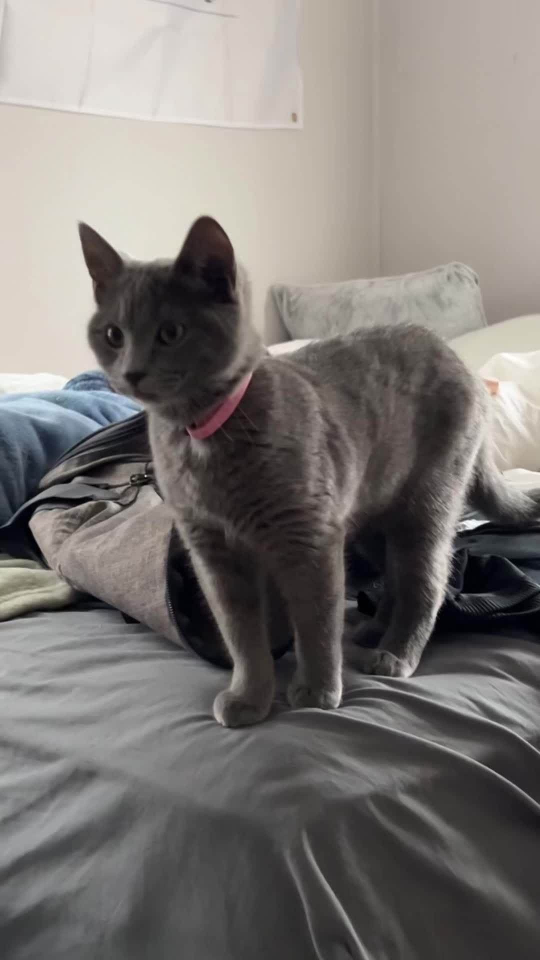 @KittyTheCat