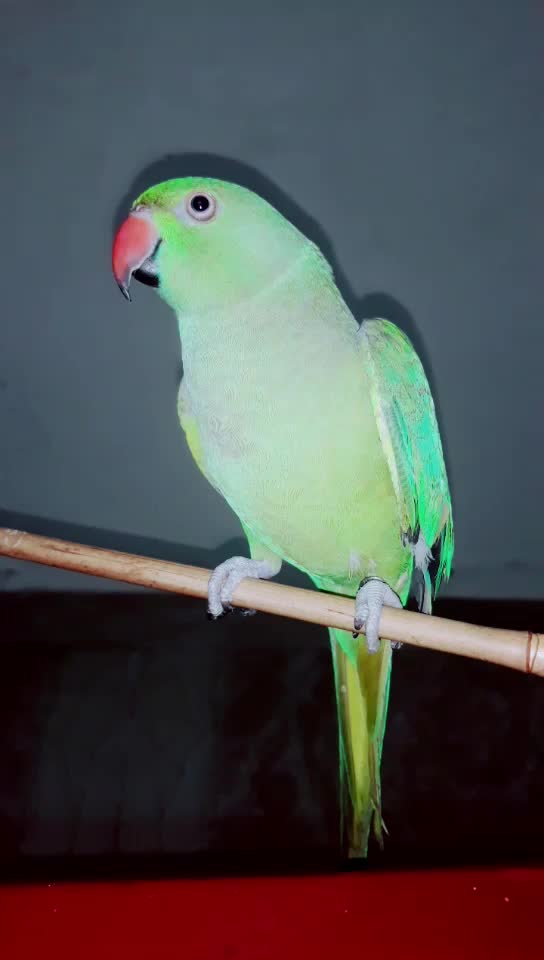 @Bismi femi