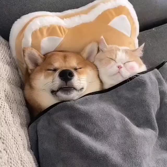 @Funny Animals World R