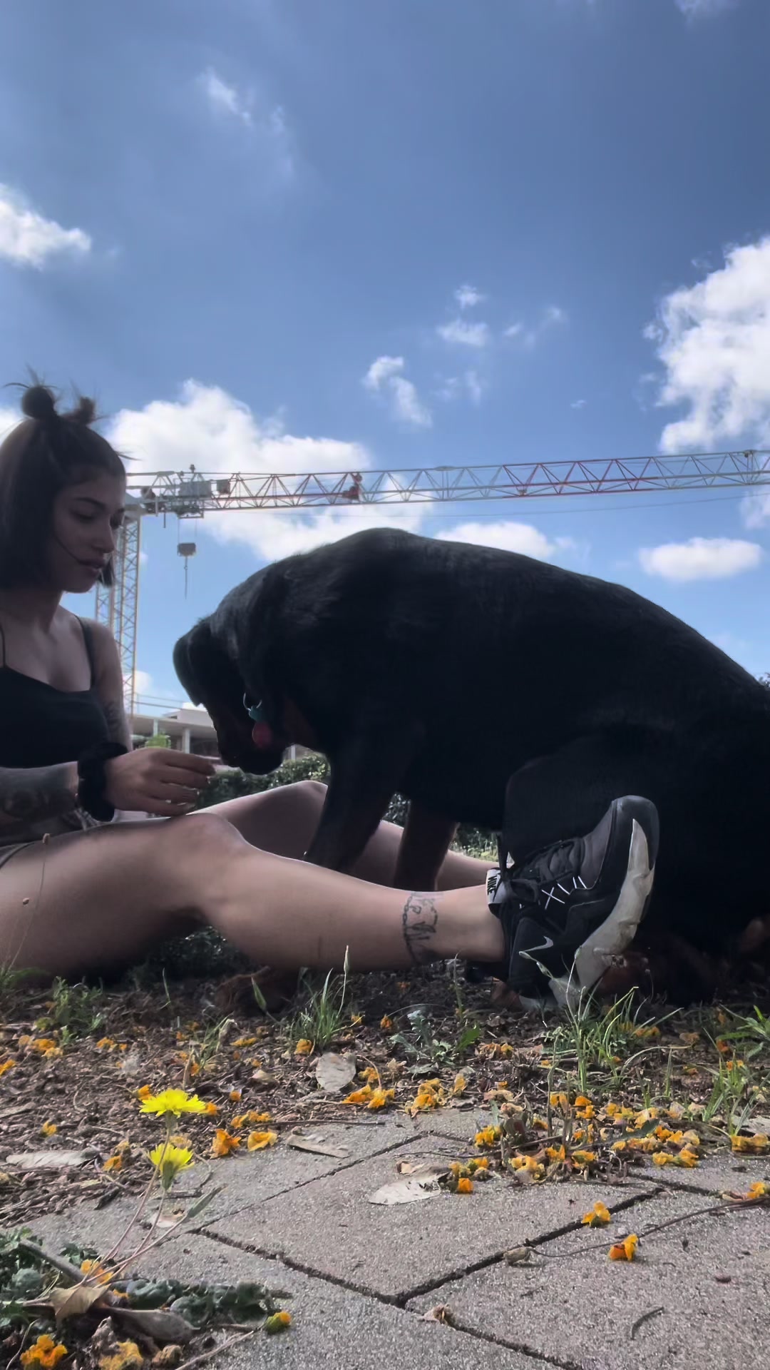 @Anubis y compa&ntilde;&iacute;a