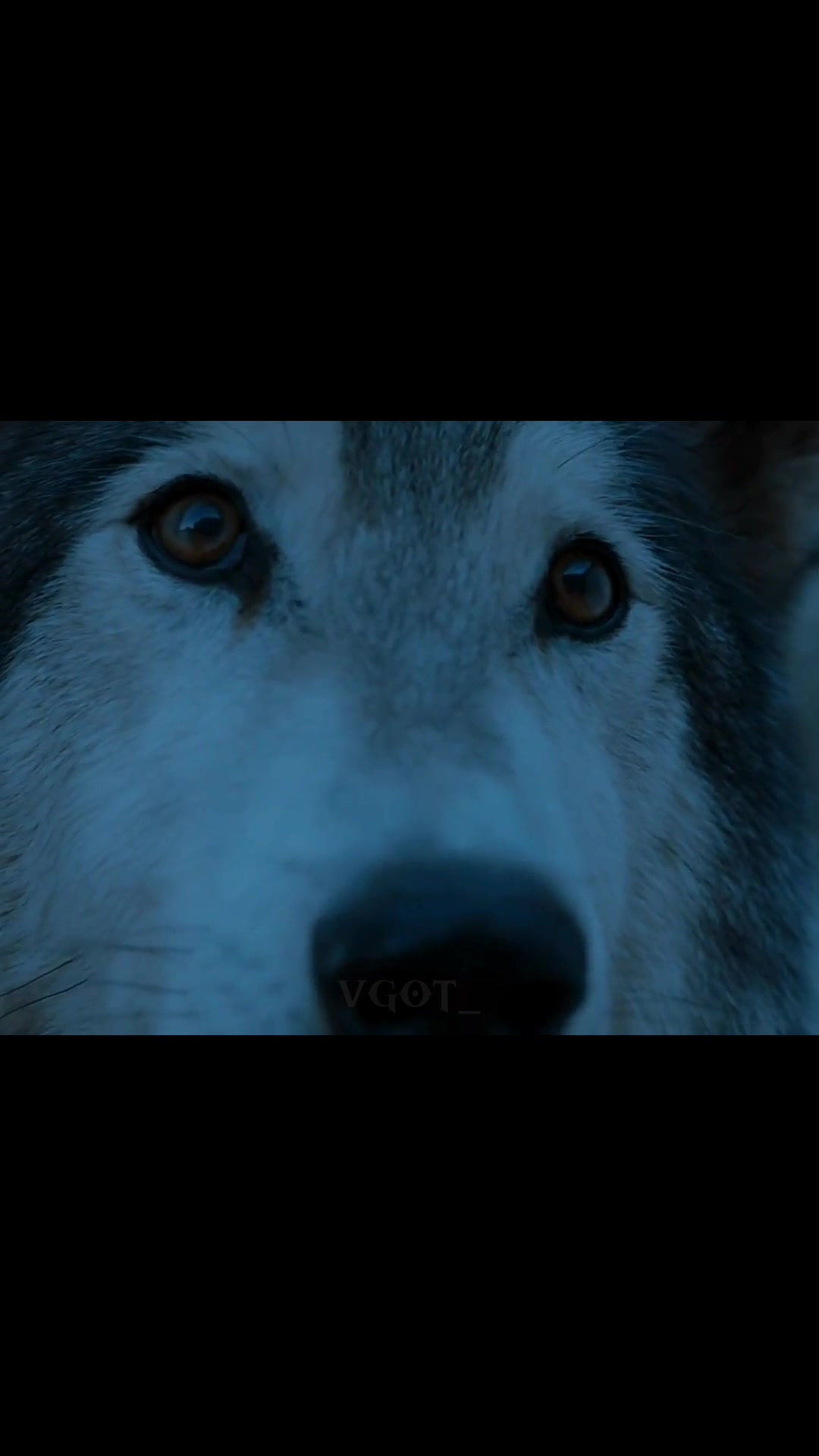 @vgot ♘