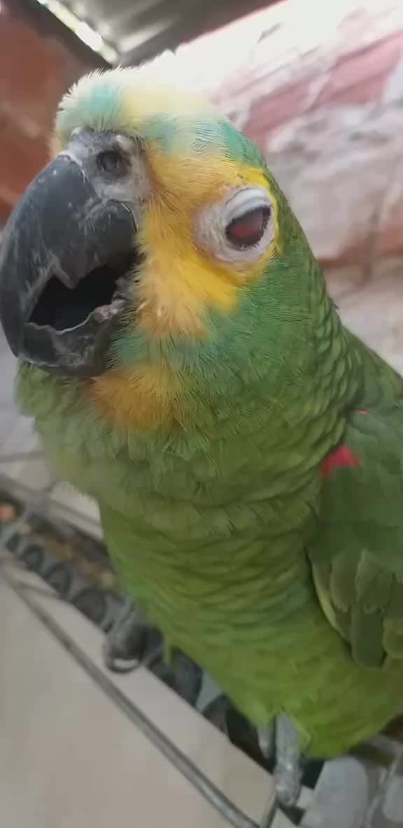 @Papagaio Chico🌽🦜