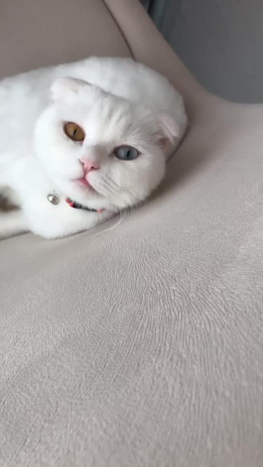 @poncik 🐱