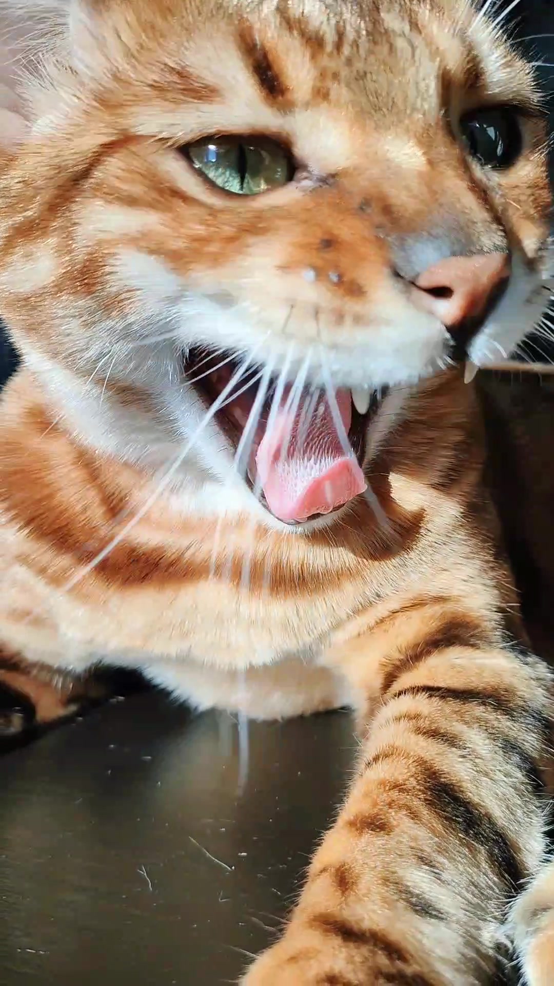 @Richard the Bengal cat