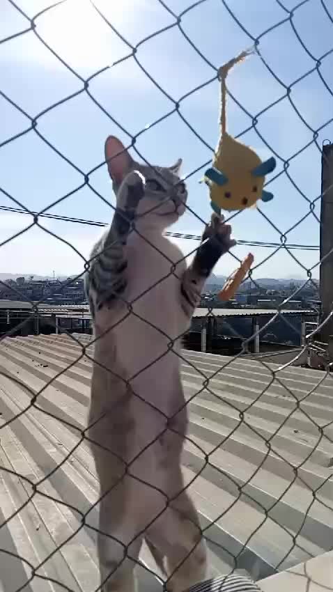 @O GATO ZEZ&Eacute;