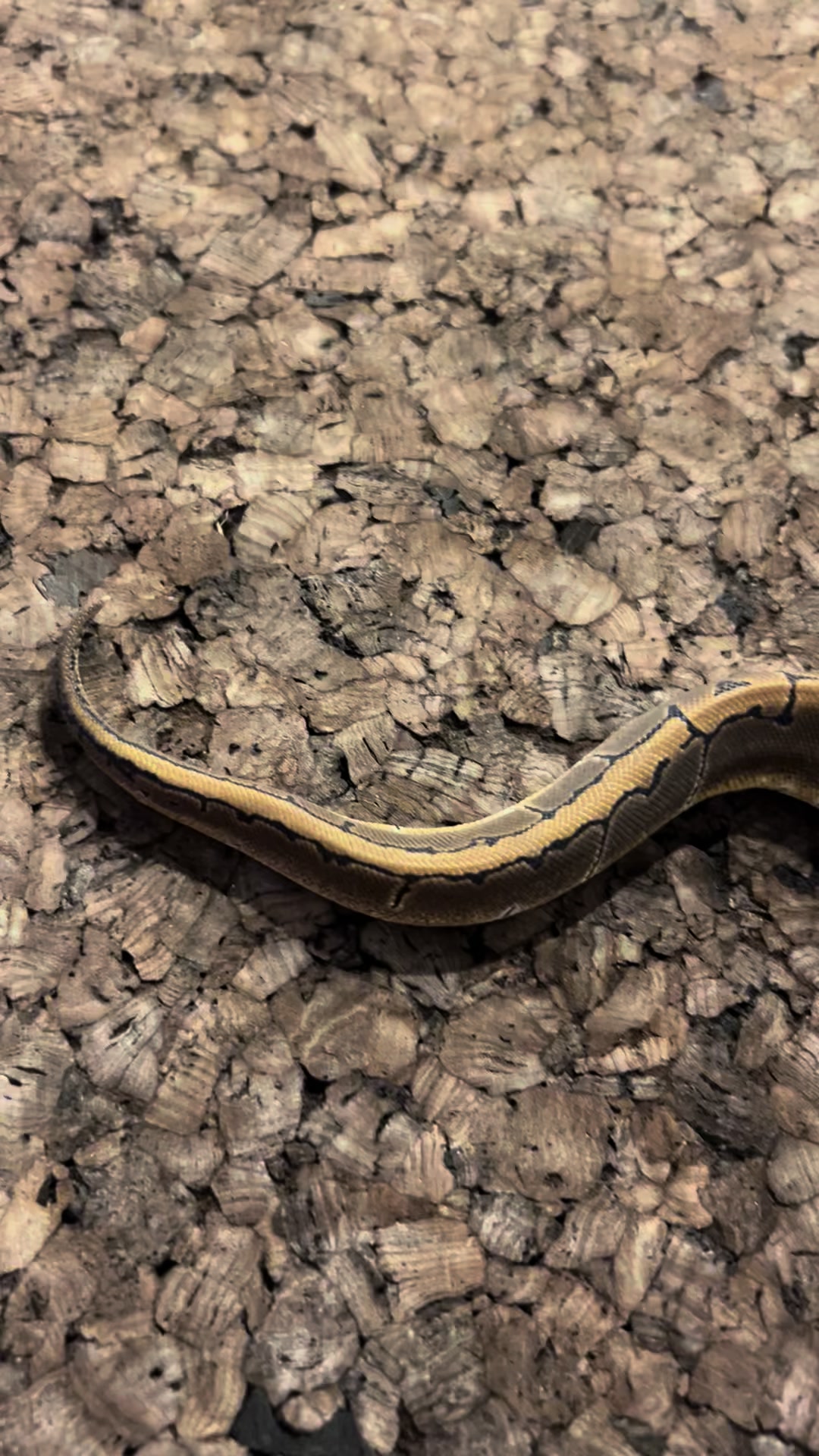 @Tu.snakes