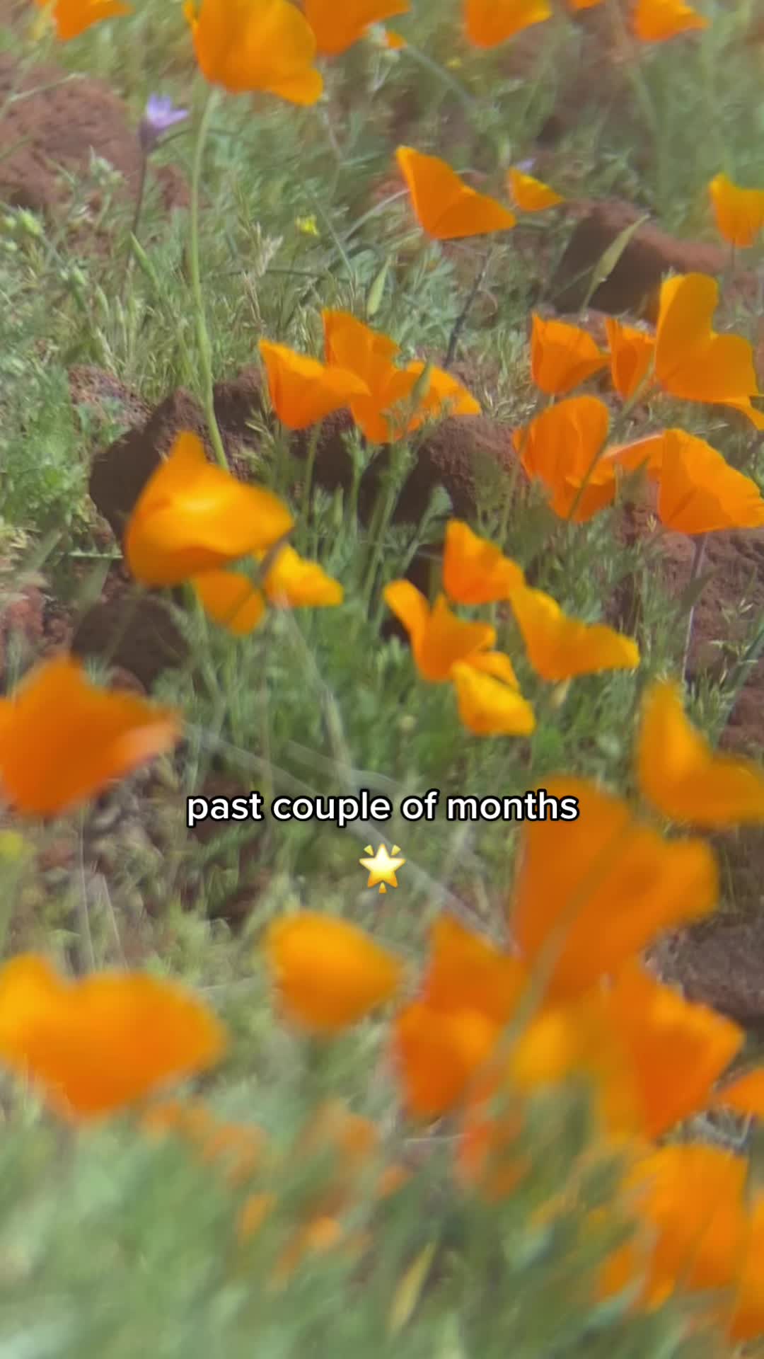 @sapph/lena