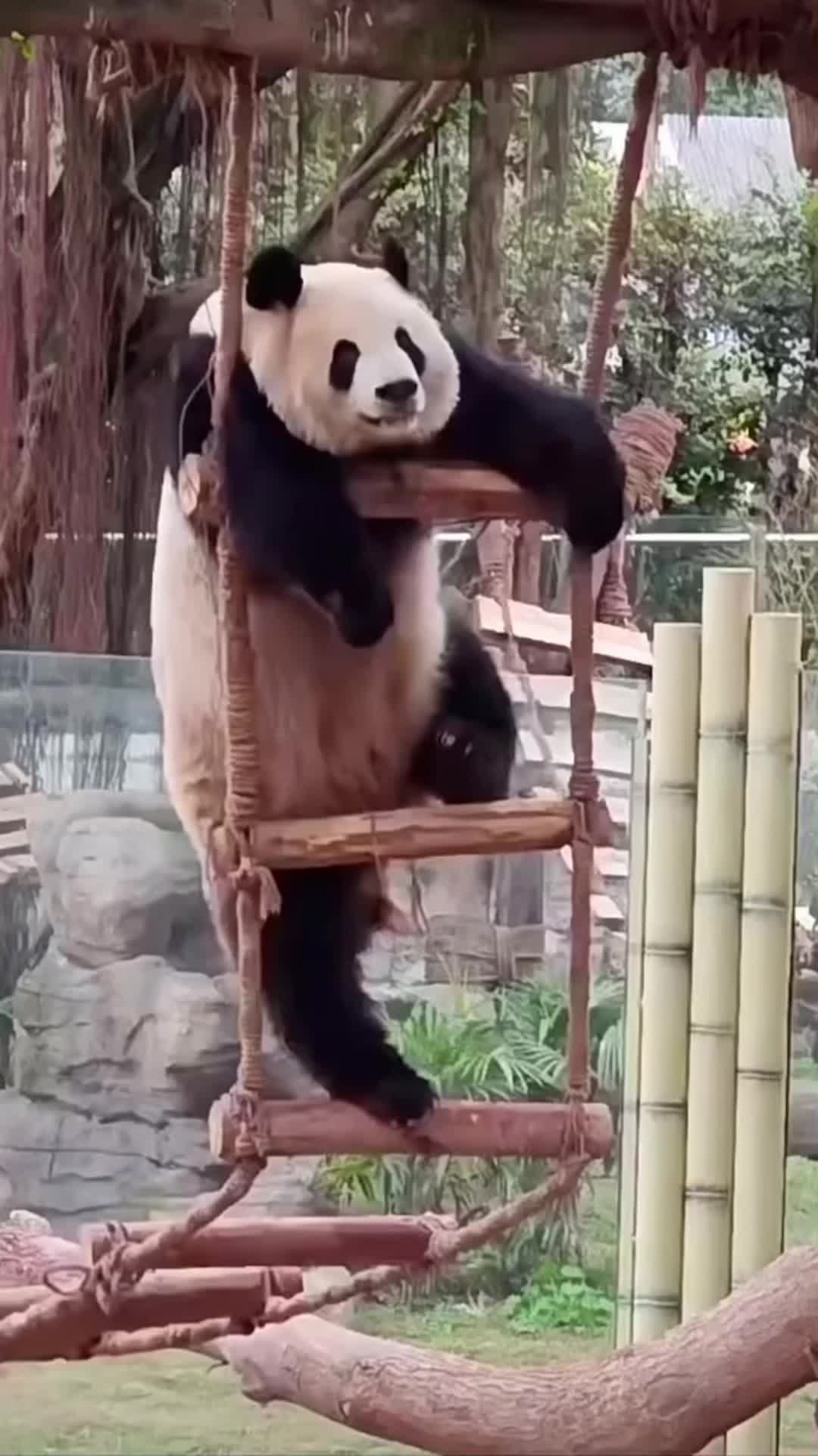 @meowhhcdntb