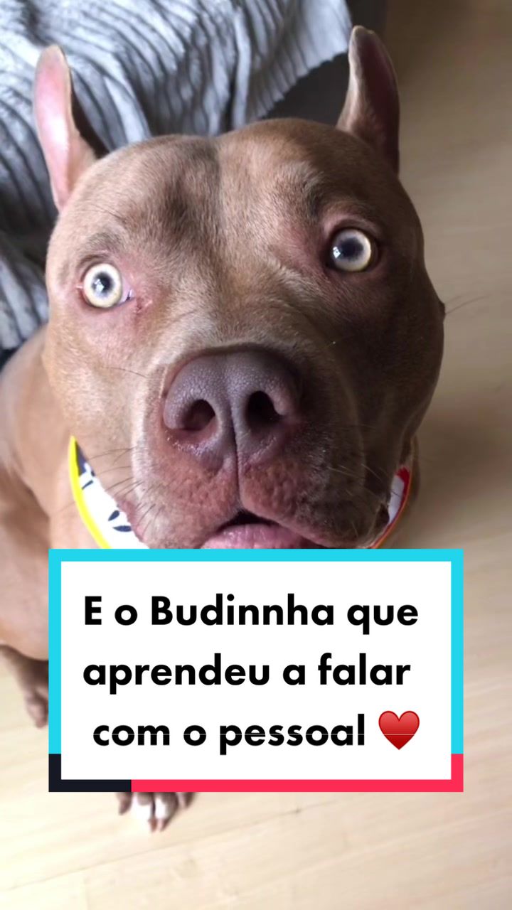 @tutoradobuda