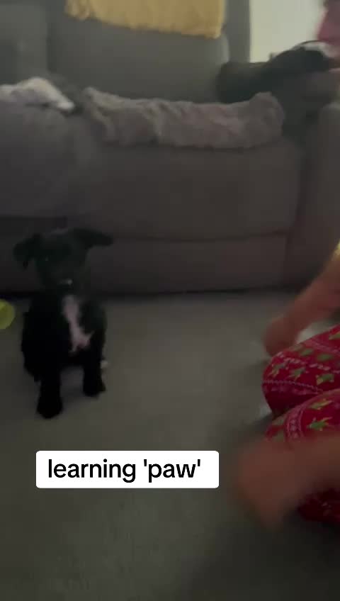 @Darcie the Jackapoo