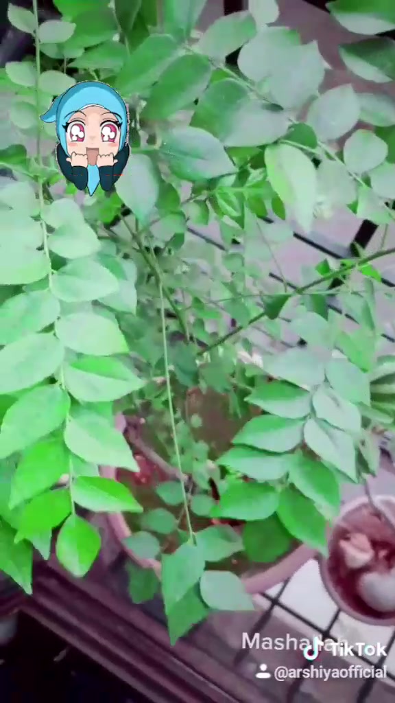 @Arshiya