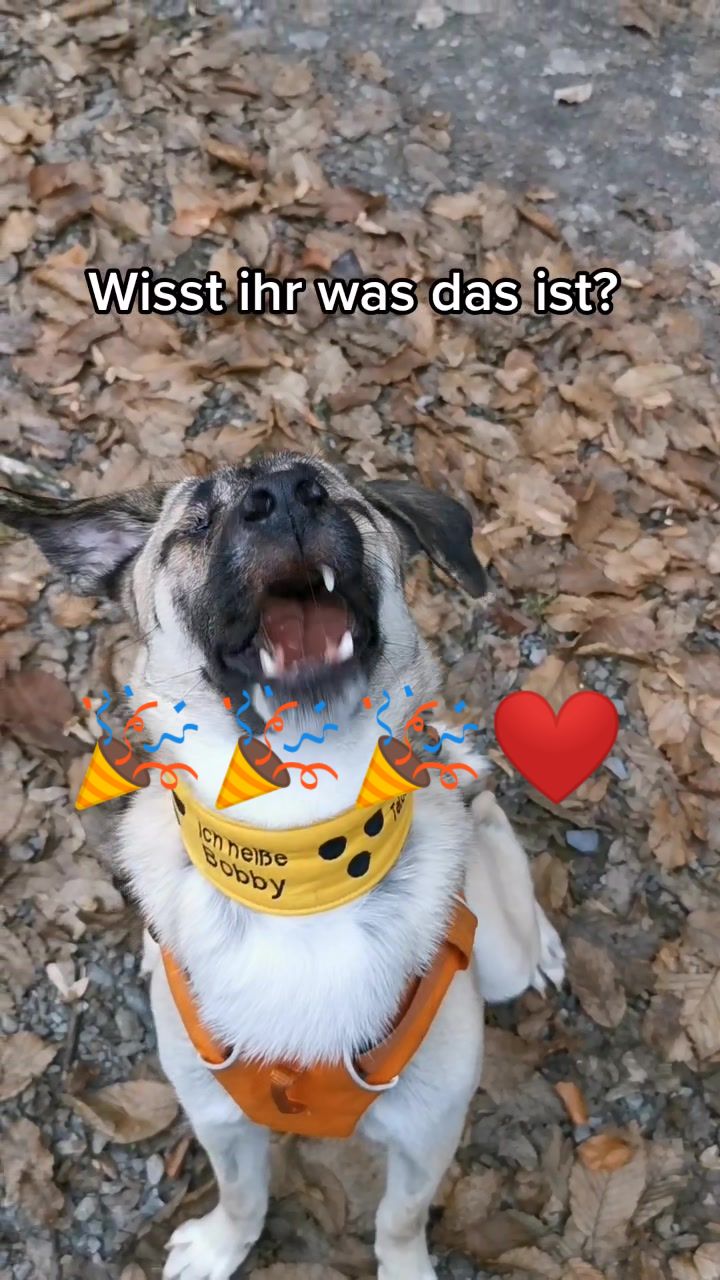 @Handicap.dogs.on.tour.