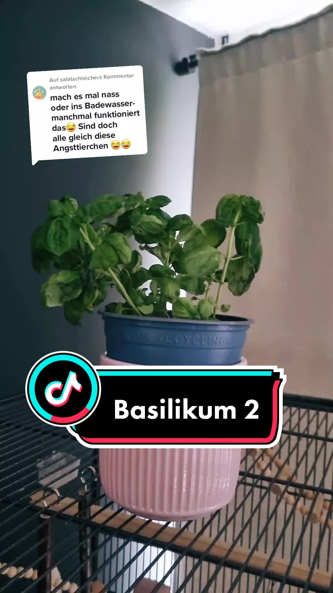 @Cing&ouml;z & Friends