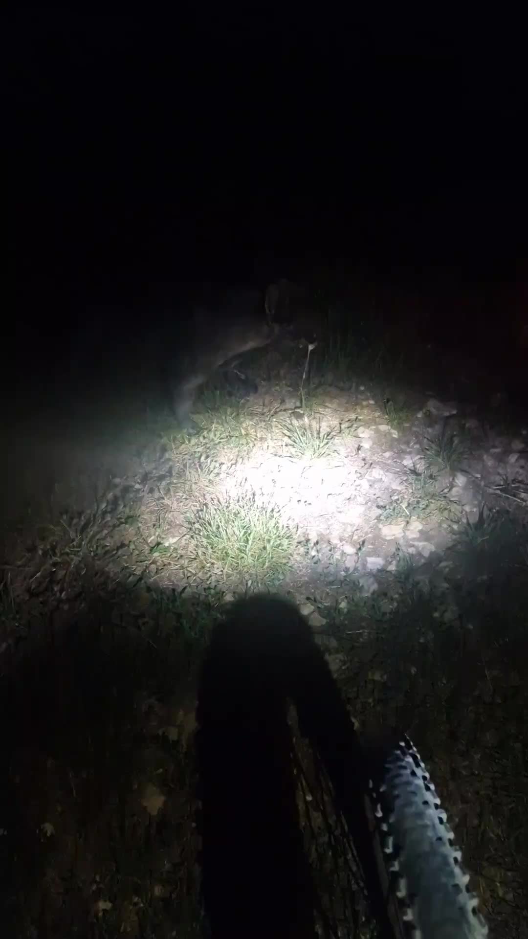 @Nomad_Warrior_Kennel