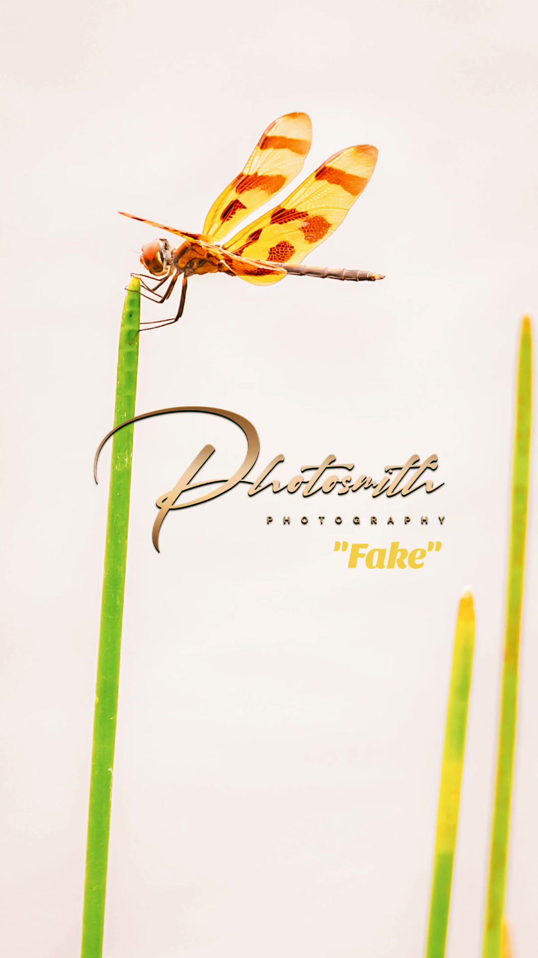 @Photosmith