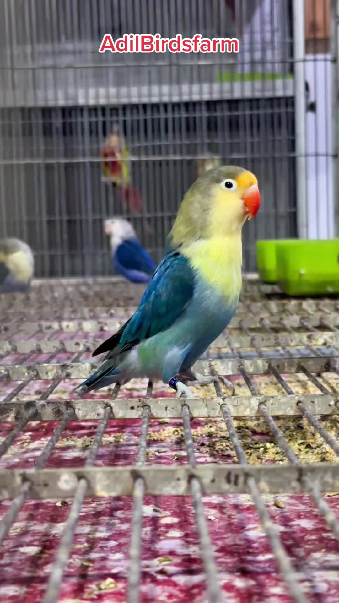 @AdilBirdsFarm