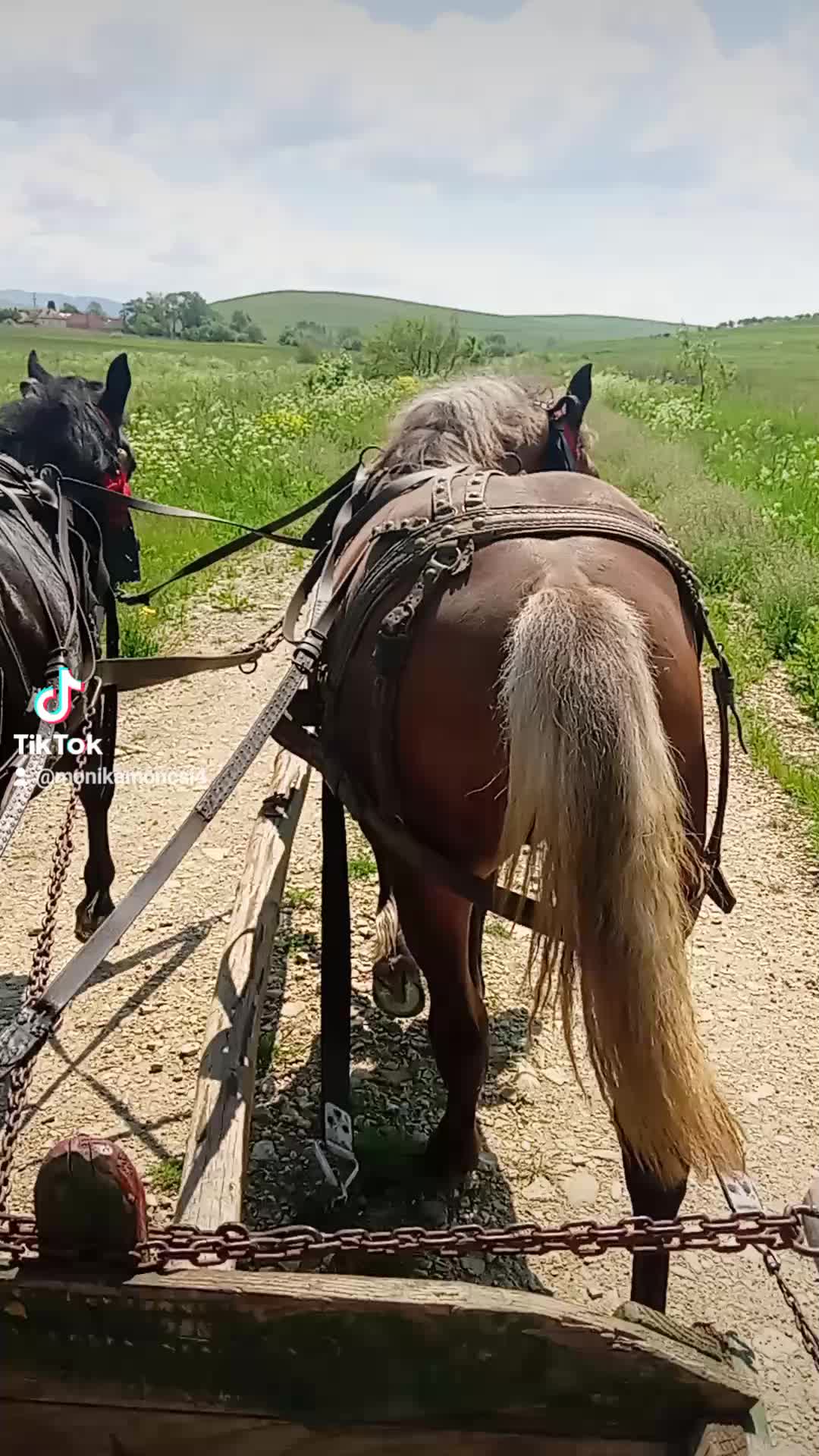 @Monika Tam&aacute;s219