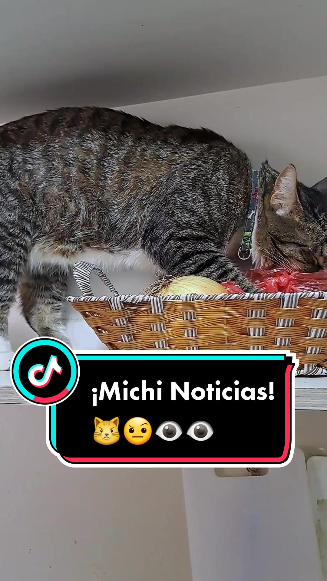 @MichiLovers&reg;
