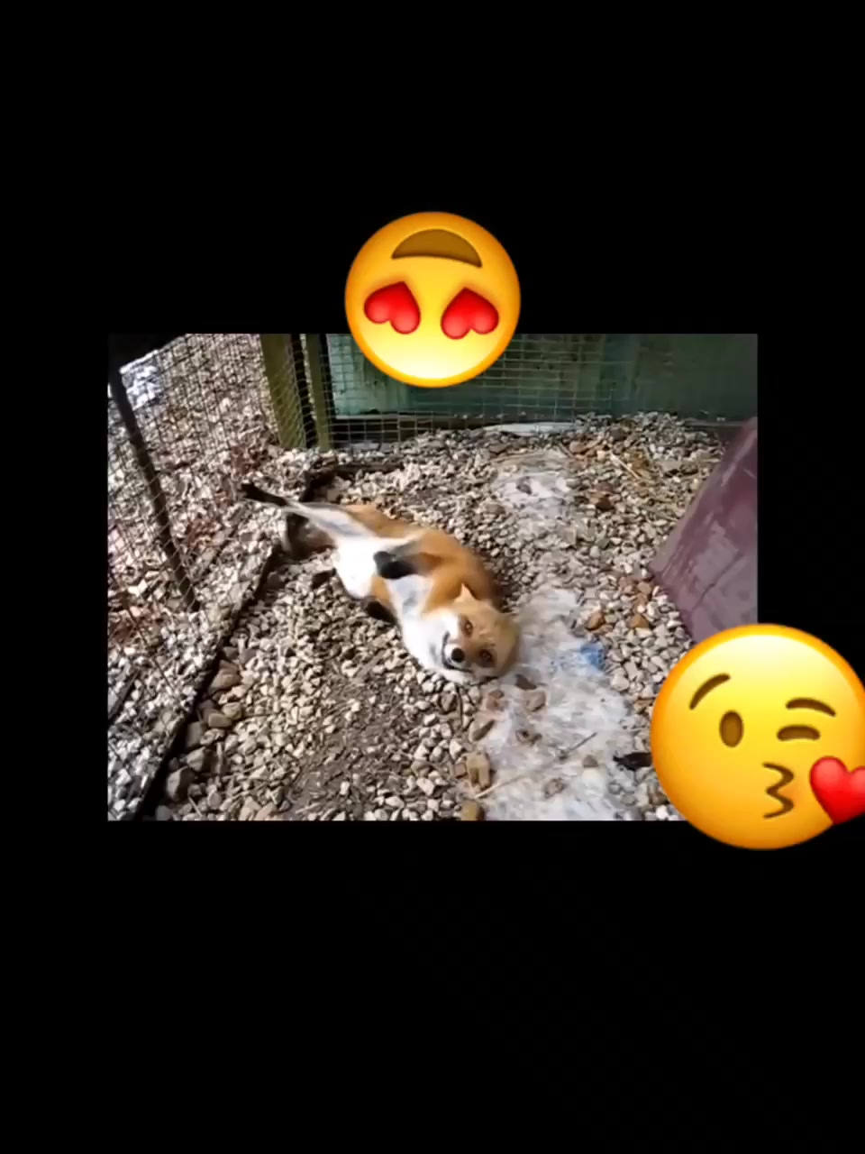 @Pet loverr